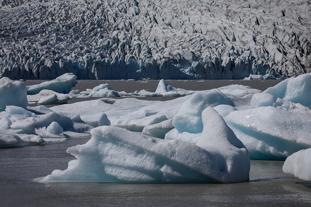 Cygne de glace