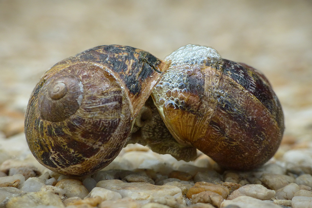 Bisous baveux