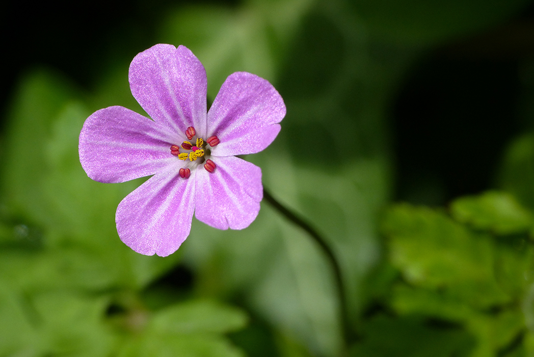 Géranium Herbe à Robert