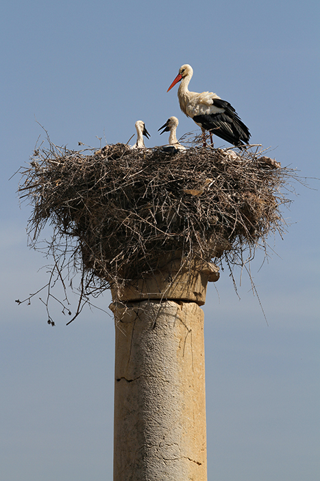 Ciconia Volubilis