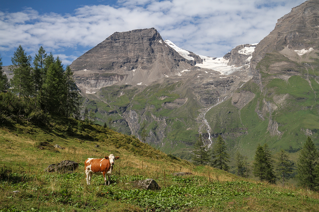 Vache à lait