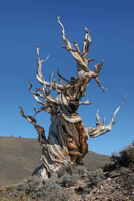 Bristlecone Pine