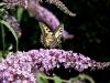Papilio machaon
