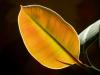 Ficus elastica