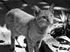 Chat siamois