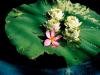 Douceur lotus