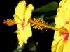 Paraboles Floricoles