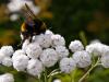 Flight of the bumblebee