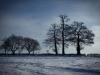 Vieilles branches