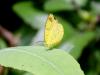 Un p'tit jaune