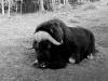 Muskox