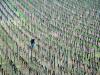 Lignes de vigne