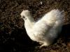 Poule au blanc