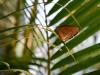 Euploea modesta