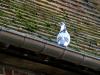 Pigeon de gouttière