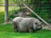 Cochon qui s'enlaidit