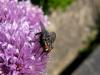 Prendre la mouche