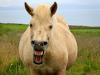 Crazy horse