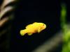 Lipthon Yellow