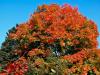 A la faveur de l'automne