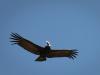 El condor pasa