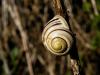 Escargot en chocolat