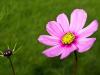 Petit cosmos deviendra grand