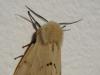 Papillon à moumoute