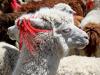 Peluches andines