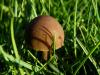 Champignon de printemps