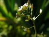 Seeds of Love