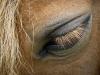 Un p'tit crin d'oeil
