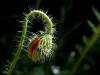 Monstroplante