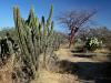 Biosfera Tehuacan-Cuicatlan