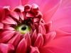 La pupille du dahlia