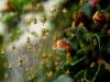 Spider rain