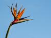 Bird of paradise