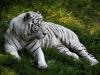 White tiger