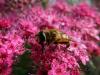 Recolte rose