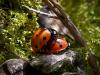 Un amour de coccinelles