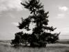 Black tree