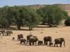 Eléphants du désert