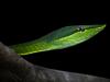 Green vine snake