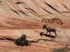 Ca sent le mouflon !