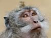 Macaque