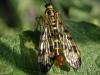Mouche-scorpion