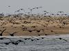 Battres des ailes