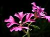 Clarkia pulchella