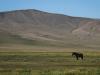 Black horse