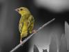 Mon jaune ami